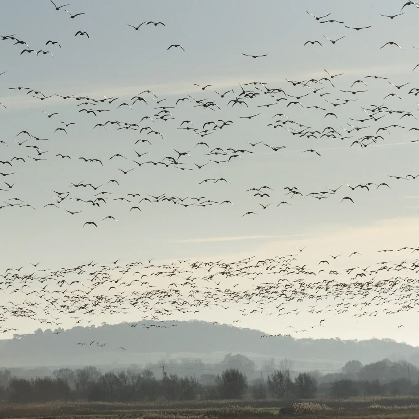 Geese flocking over the mud flats in wells